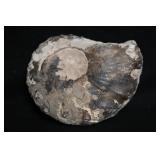 4 1/2" Ammonite Fossil Conch Crystal Raw Specimen