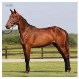 Al Mar Prospector / Brown Filly