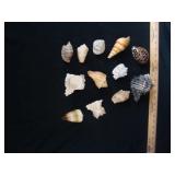 Variety of Beach Shells