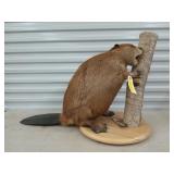 Beaver mount 23x33x16 on lazy susan