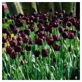 2X/BID VZ 10 Bulb Queen Of Night Tulip C40