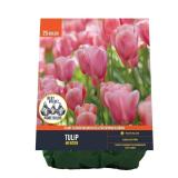 2X/BID Van Zyverden Tulip Menton 25PK AZ48