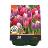 2X/BID 30PK Van Zyverden Tulip Pride Mix AZ48