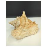 Large Conch Shell