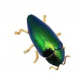 Incredible Real Scarab Insect Encased Brooch