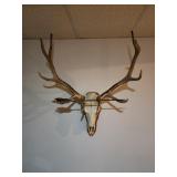 Elk mount