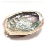 Abalone Sea Shell Unpolished