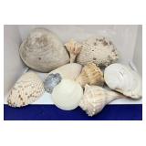 . Lot Of Large Natural Seashells