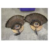 (2) Turkey Tail & Beard  Mounts