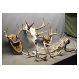 Box of Assorted Deer and Moose Antlers