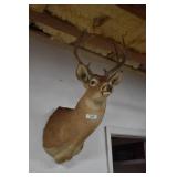 Deer Mount w/Nice Rack