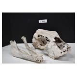 Skull And Jaw Bone With Tusks