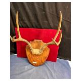 **6 POINT BUCK HORN MOUNT