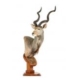 African Kudu Taxidermy Shoulder Mount & Stand