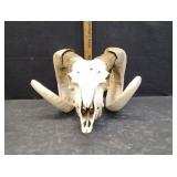 RAM SKULL