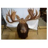 ALASKAN CANADIAN MOOSEHEAD TAXIDERMY SHOULDER