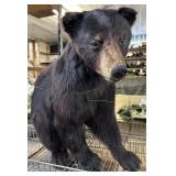 Taxidermy Black Bear 24" x 27" x 10"