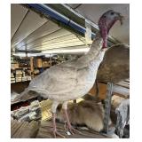 Albino Turkey Mount