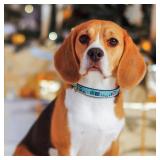 Chic Navy City Christmas Dog Collar - Small