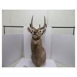 Taxidermy Waterbuck