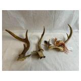 Lot of Deer Antlers