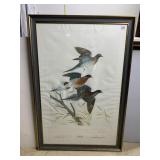 AQUA TINT PASSENGER PIGEON BY JOHN RUTHVEN FRAMED