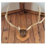 10 POINT ELK ANTLER MOUNT - WITH 2 TEETH AND