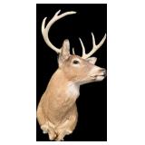 Trophy 8-point whitetail deer mount