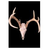 8-point whitetail deer European mount