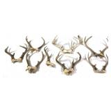 Lot, 8 assorted whitetail antlers