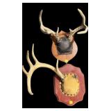 Lot: 2- Antler Mounts on wooden plaque