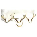 Lot, 4 assorted antler racks