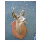 8 POINT WHITE TAIL DEER WALL MOUNT