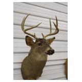 8 Point Buck Wall Mount Buck