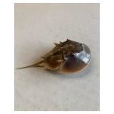 3 1/4" Horseshoe Crab