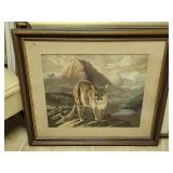 Charles Fraces Signed  Cougar Print