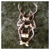 Deer Antlers #3