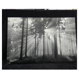 Black & White "Sunrise in the Forest" Canvas