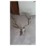 Elk Antlers