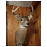 Mounted White Tail Deer-10 pt Bust 17x12", 35"H