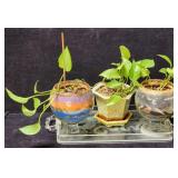 Acrylic tray with three potted live plants