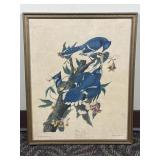 Blue Jay J.J Audubon Framed Litho Print