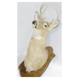 Stag Head Mount - 35"