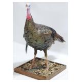 Taxidermy Turkey on Stand - 35"