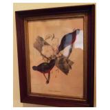 Bird Print in Walnut Frame - 21" x 17"