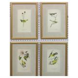 SET OF 4 ANTIQUE BIRDS BY JOHN J AUDUBON