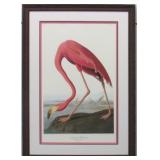 Pink Flamingo Giclï¿½e by John J Audubon