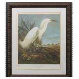 Snowy Heron Giclï¿½e by John J Audubon