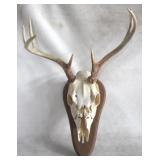 Mounted Deer Skull - 7 Point Buck - 20" x 15"