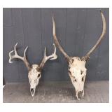 (2) Skull Antlers